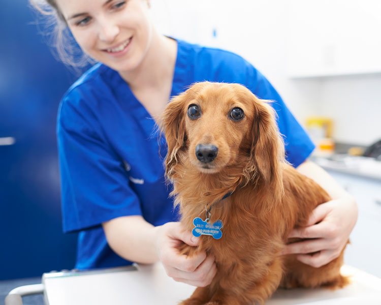 The Vet Collection: Where Pets Always Come First | The Vet Collection