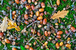 acorns