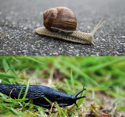 slug snail